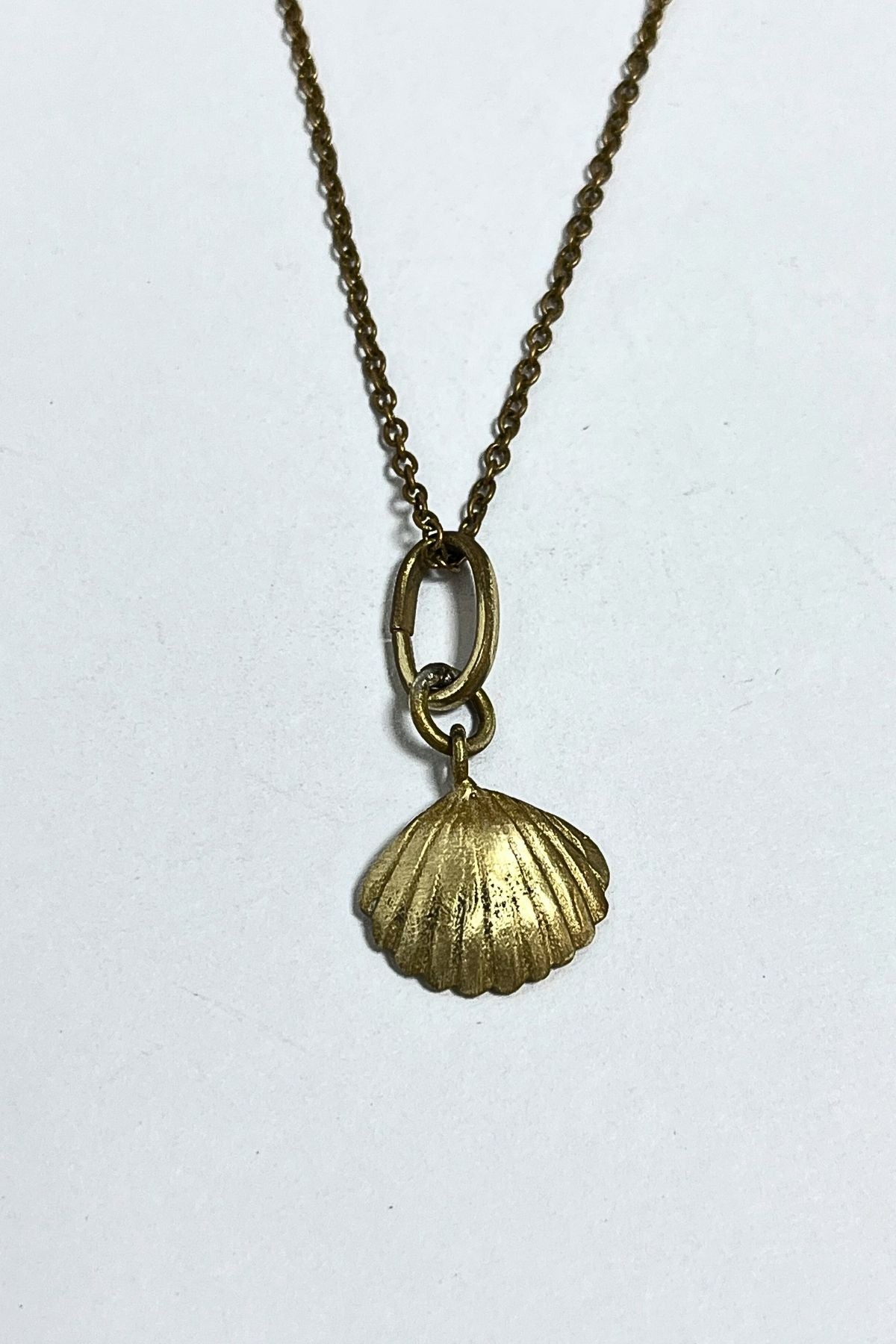 Scallop