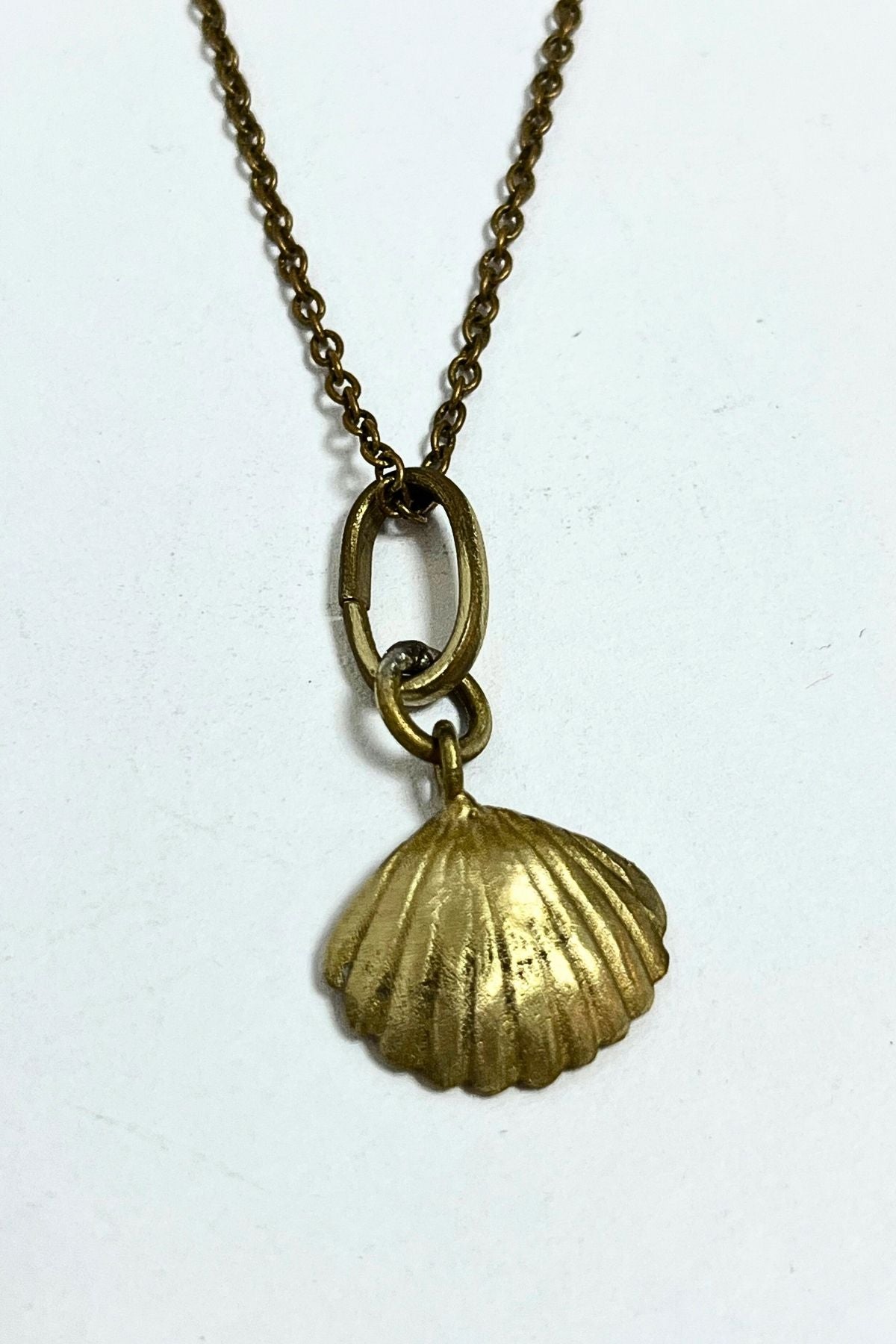 Scallop